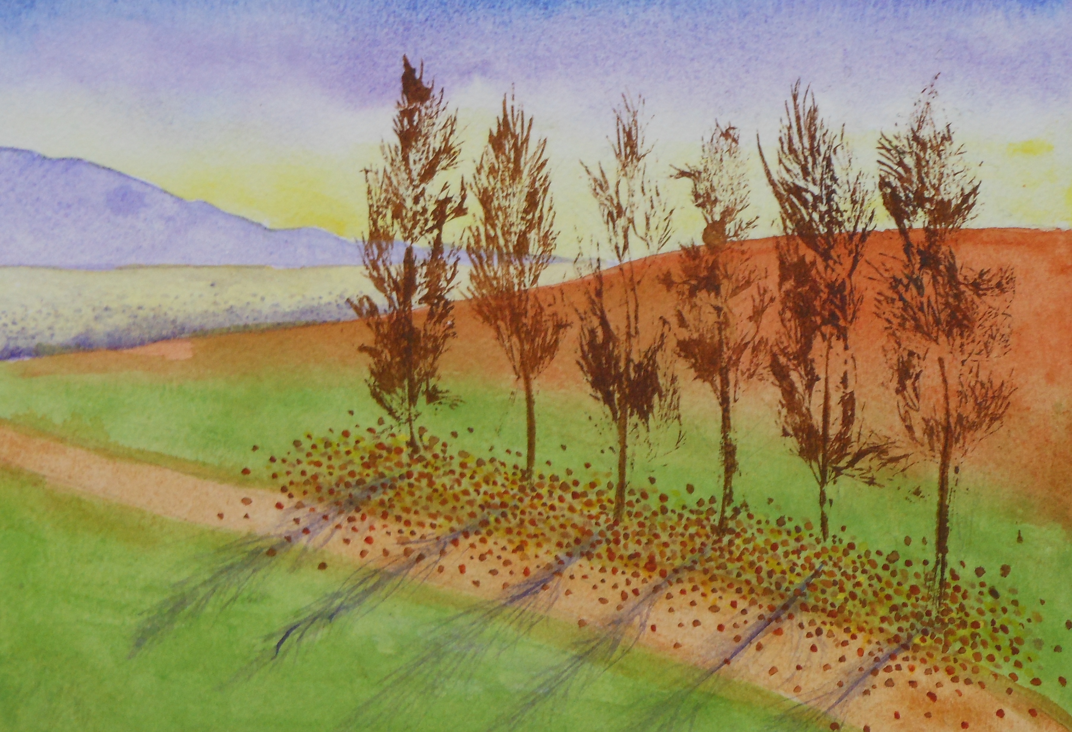 Lavender Fields